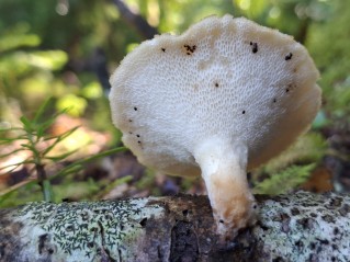 Polyporus tuberaster