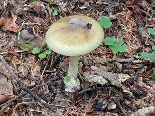 Amanita phalloides