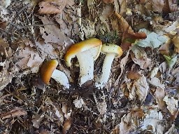 Tricholoma saponaceum