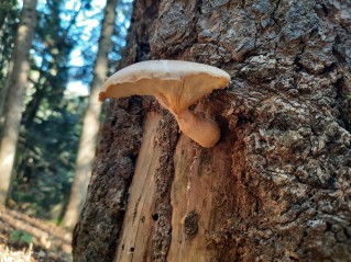 Pleurotus dryinus