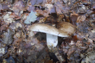 Russula nigricans