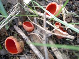 Sarcoscypha coccinea