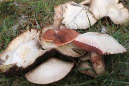 Agaricus benesii