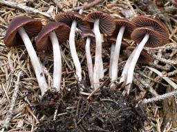 Psathyrella bipellis