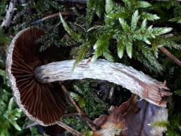 Cortinarius flexipes