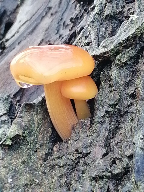 Flammulina velutipes