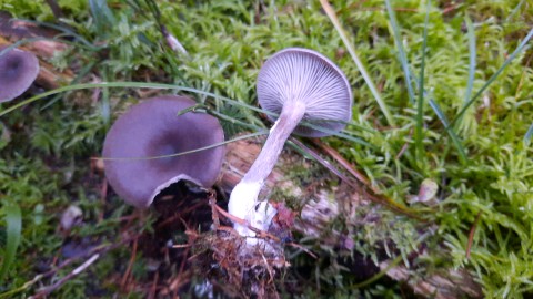 Pseudoclitocybe cyathiformis