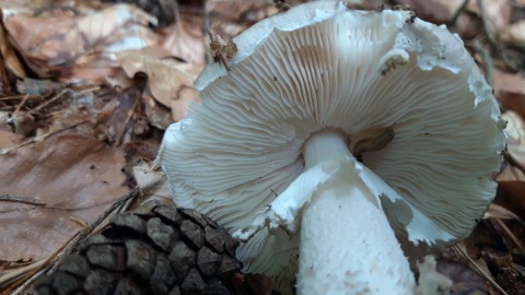 Amanita excelsa