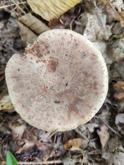Amanita rubescens