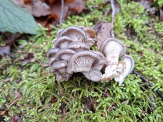 Pleurotus ostreatus