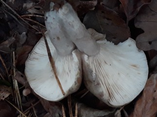 Lactarius blennius