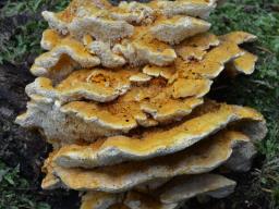 Pycnoporellus fulgens