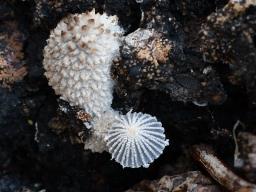 Coprinopsis ephemeroides