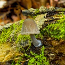 Mycena galericulata