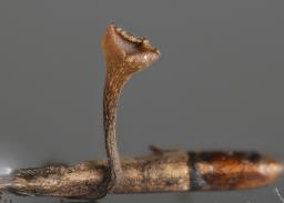 Lanzia luteovirescens