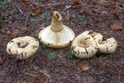 Lactarius intermedius