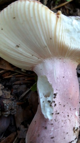 Russula amoena