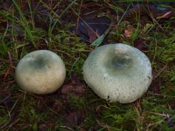 Russula virescens