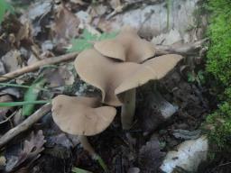 Psathyrella variata