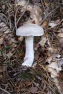 Hygrophorus agathosmus