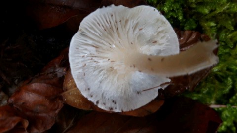 Hygrophorus cossus