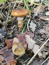 Cortinarius trivialis