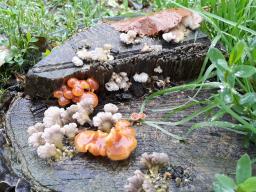 Flammulina velutipes