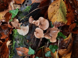 Lentinellus micheneri