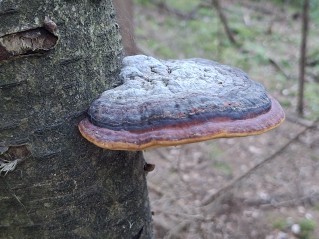 Fomitopsis pinicola