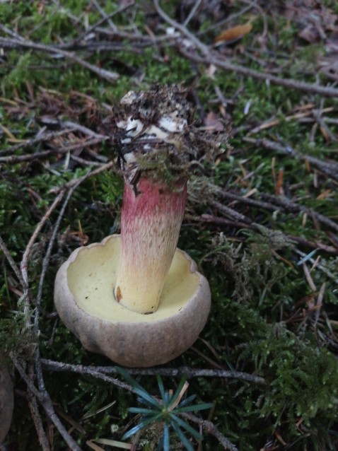 Caloboletus calopus