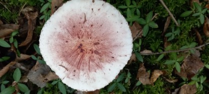 Hygrophorus russula