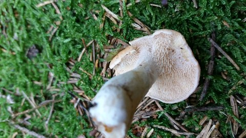 Hydnum repandum