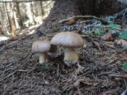 Cortinarius variicolor