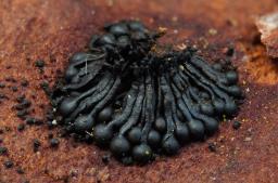 Calosphaeria pulchella