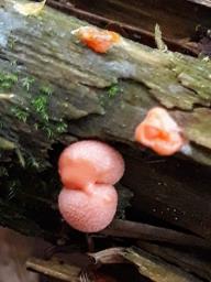 Lycogala epidendrum