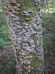 Trametes versicolor
