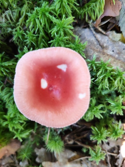 Russula emetica