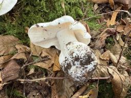 Tricholoma columbetta