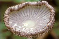 Coprinopsis