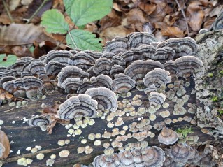Trametes versicolor