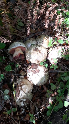 Rubroboletus satanas