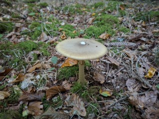Amanita phalloides
