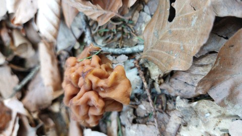 Gyromitra esculenta