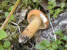 Lactifluus volemus