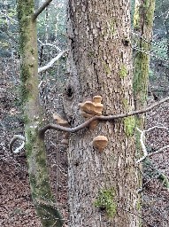 Phellinus hartigii