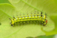 Antheraea yamamai