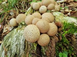 Apioperdon pyriforme