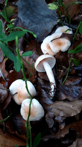 Hygrophorus lindtneri