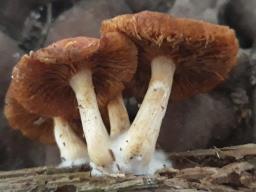 Gymnopilus sapineus