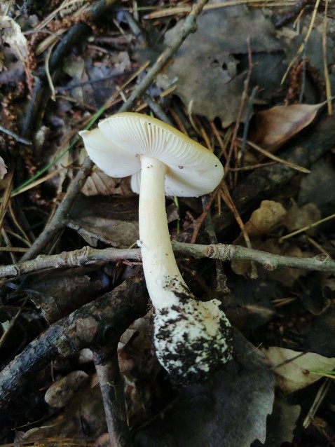 Amanita gemmata